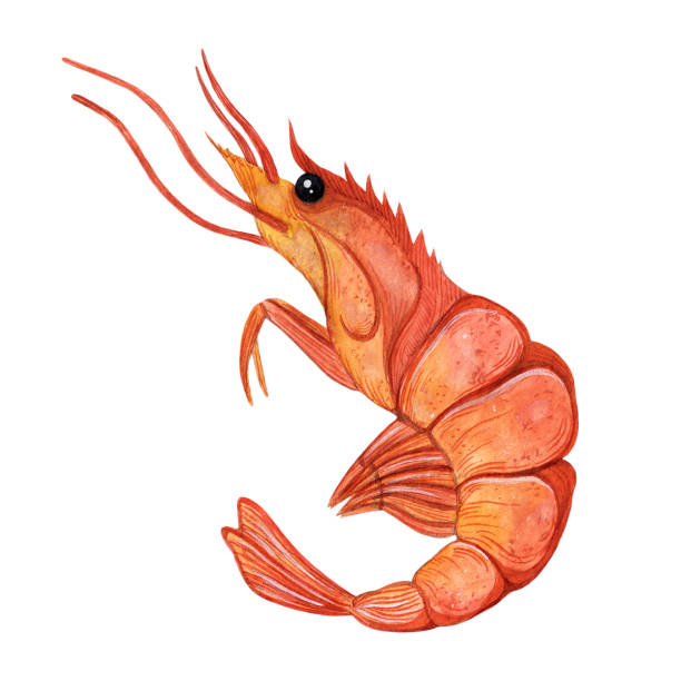 istock Watercolor whole shrimp isolated on white background. Hand drawn illustration. Seafood sketch, fresh boiled prawn. Sea animal in a shell, unpeeled meat. Clipart for menu design, cafe, market, web 1374234608