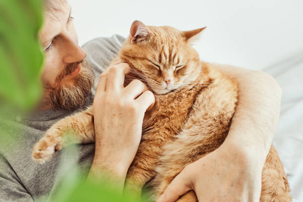 istock Bearded man hugging and stroking ginger cat close-up. Selective focus on cat's muzzle 1374236649