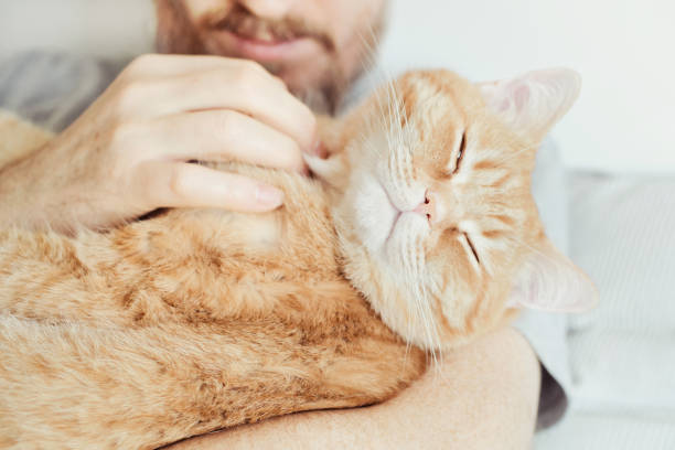 istock Bearded man hugging and stroking ginger cat close-up. Selective focus on cat's muzzle 1374236650