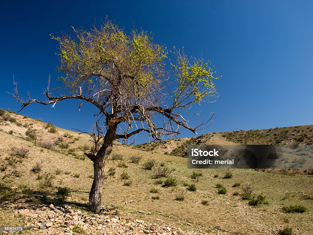 Lonely tree - Foto de stock de Aire libre libre de derechos