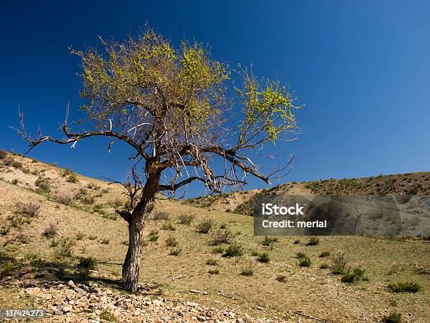 Lonely Tree Foto de stock y más banco de imágenes de Aire libre - Aire libre, Desierto, Estepa