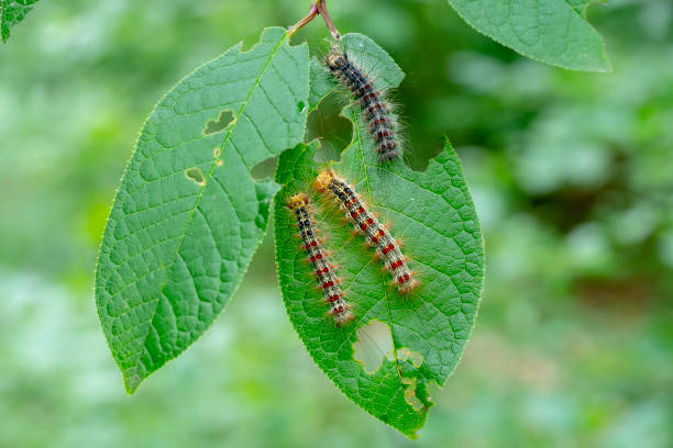 250+ Gypsy Moth Caterpillar Stock Photos, Pictures & Royalty-Free ...