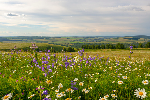 Summer landscape. View of the valley from the hill. Blooming meadow in the foreground.