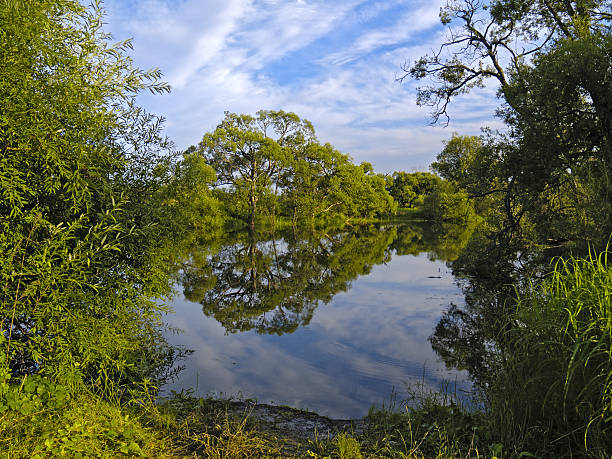 istock Reflections of trees in lake 137427541