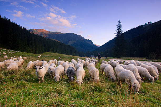 istock Sheep. Tatras, Church Valley 137427634