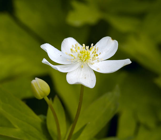 istock White flower on a green background 137427695