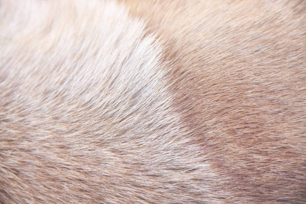 istock Smooth dog fur with white brown patterns soft texture on background 1374279650