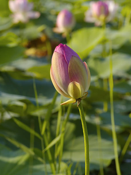 istock The Flower, pink lotus 137427990