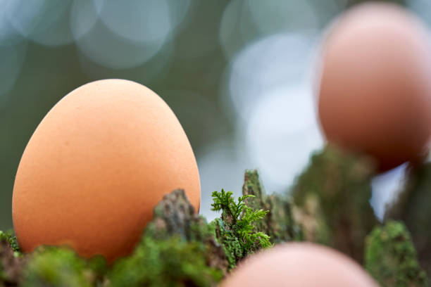 istock 3 brown bio easter eggs on bare tree stump in forest. Nice depth of field. Up view. 1374281719