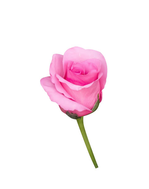 istock Single pink rose flower with green stem isolated on white background , clipping path 1374282261