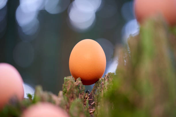 istock Brown bio easter eggs on bare tree stump in forest. Nice depth of field. Up view. 1374285342