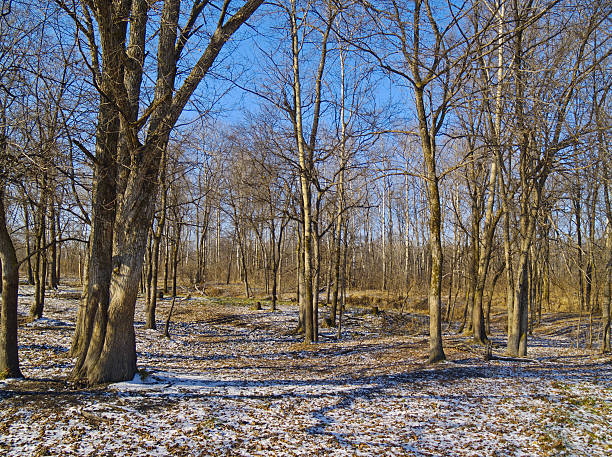 istock The first snow in wood 137429571