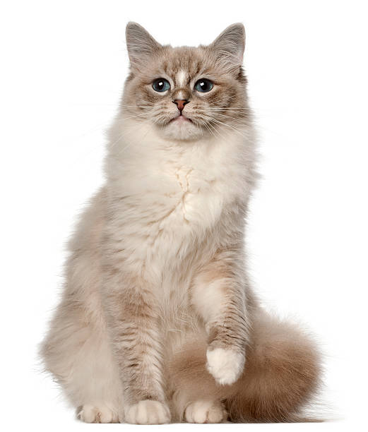 istock Ragdoll cat, 1 year old, sitting in front of white 137429674