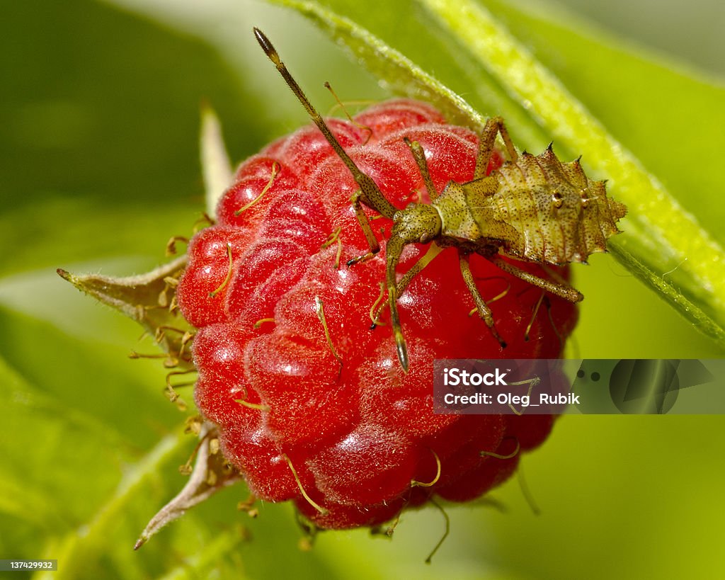 The Bedbug on raspberry The Bedbug sitting on ripe red raspberry Animal Stock Photo