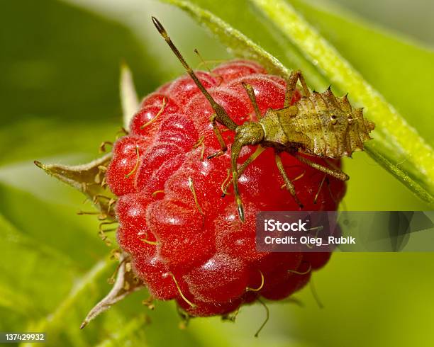 The Bedbug On Raspberry Stock Photo - Download Image Now - Animal, Berry Fruit, Horizontal