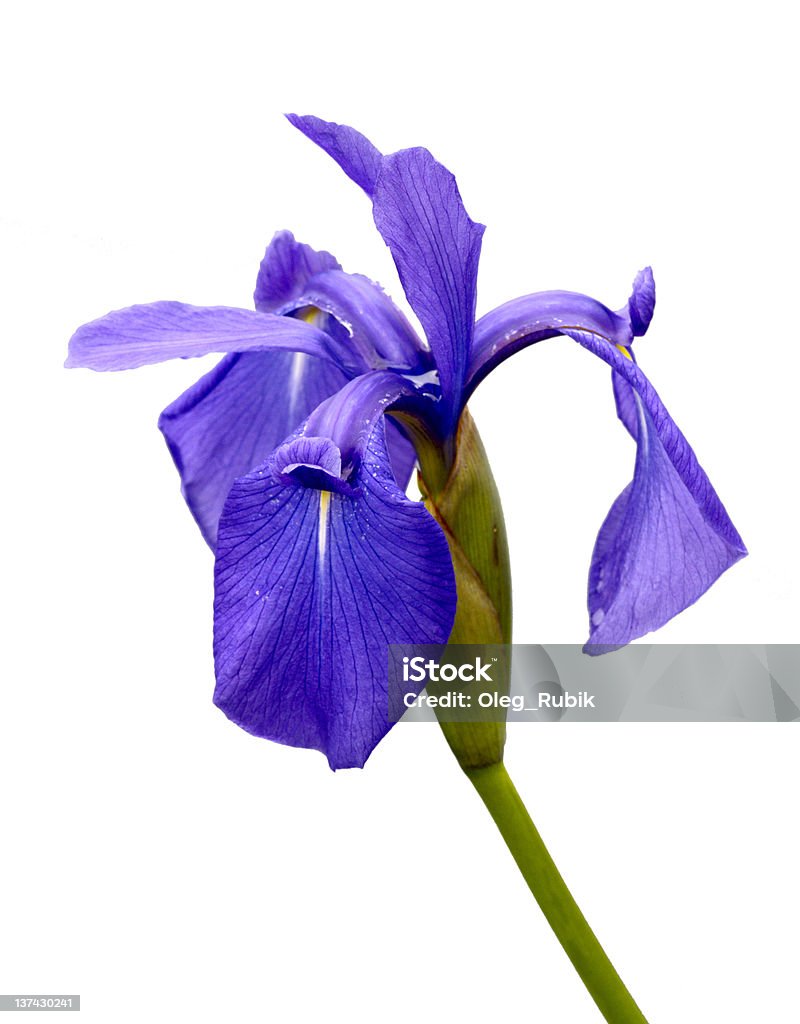 Flower an iris is isolated Flower an iris is isolated on leucorrhoea background Blue Stock Photo