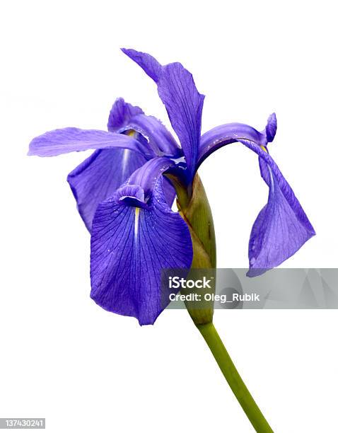 Flower An Iris Is Isolated Stock Photo - Download Image Now - Blue, Cut Out, Flower