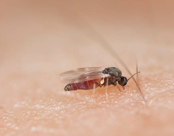 Black fly sucking blood on human arm Black fly sucking blood on human arm, extreme close-up with very high magnification black fly photos stock pictures, royalty-free photos & images