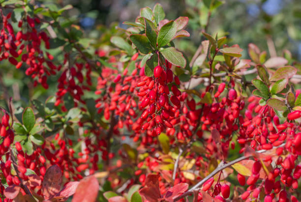 hermosa rama de agracejo brillante con bayas rojas en el jardín - agracejo rojo fotografías e imágenes de stock