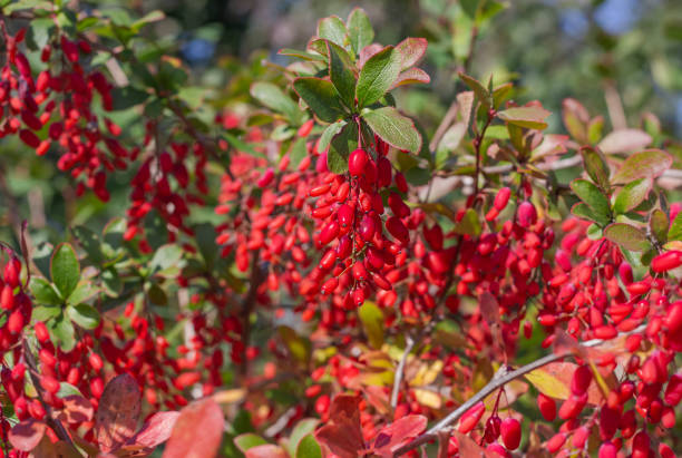 красивая яркая ветка барбариса с красными ягодами в саду - japanese barberry стоковые фото и изображения