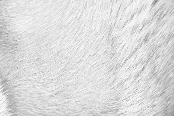 istock Dog fur with smooth soft short patterns for line white grey background 1374318181