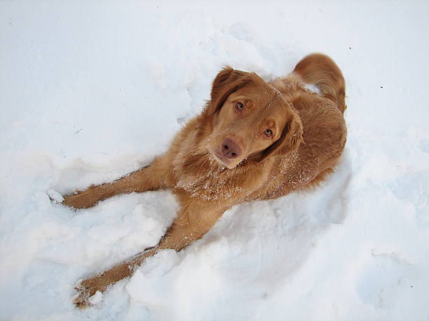 istock Tucker in the Snow 137431985