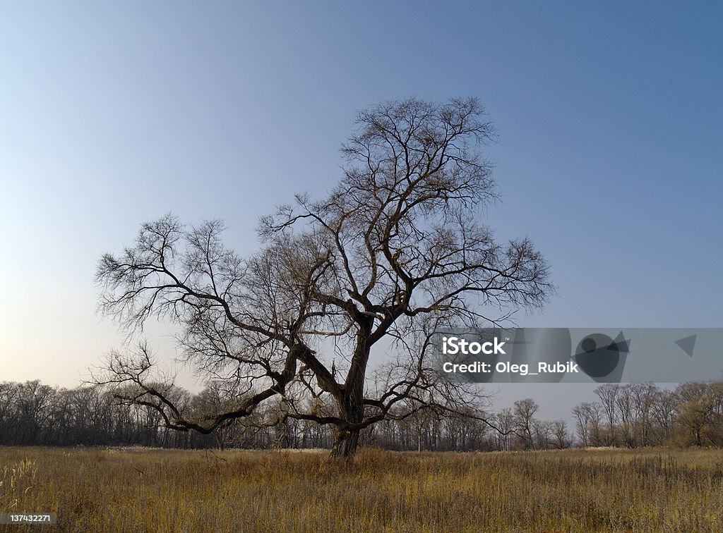 Solitário Velho do ulmeiro no outono - Royalty-free Antigo Foto de stock