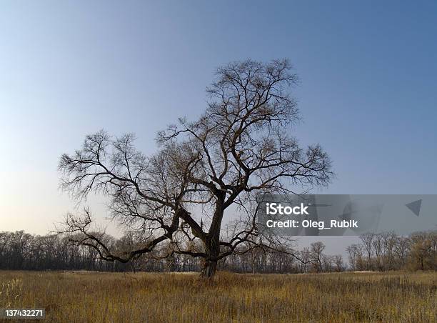 Solitário Velho Do Ulmeiro No Outono - Fotografias de stock e mais imagens de Antigo - Antigo, Ao Ar Livre, Beleza natural