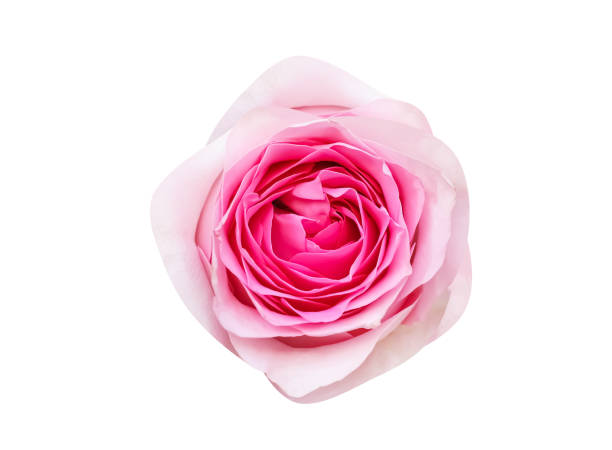 istock Rose pink soft skin flower isolated on white background top view , clipping path 1374322876