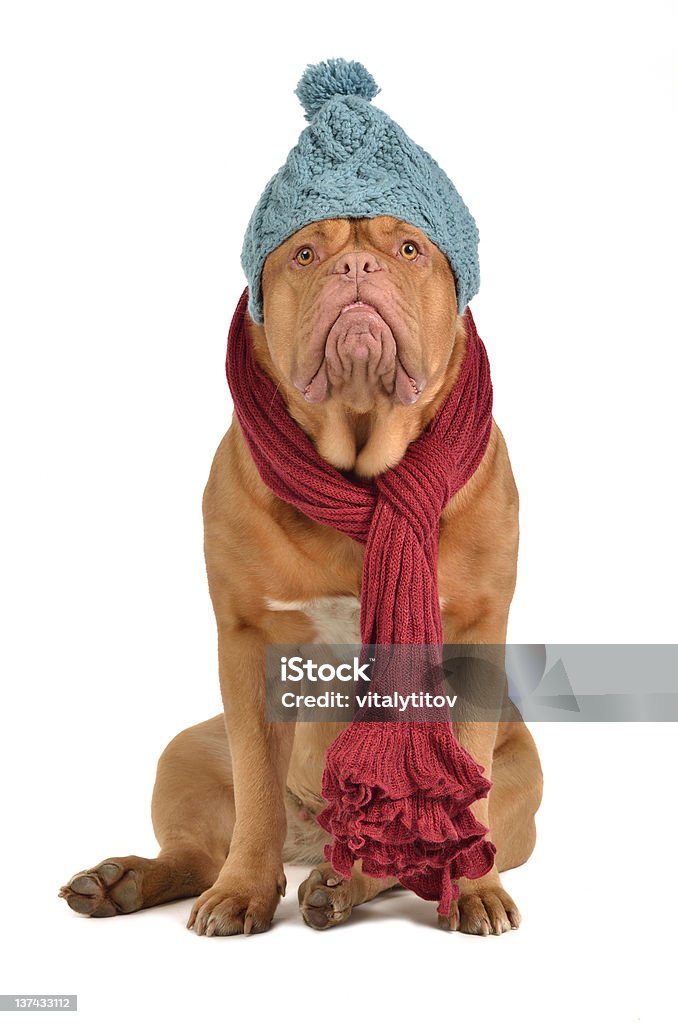 Winter dog with hat and scarf Winter dog with hat and scarf isolated Animal Stock Photo