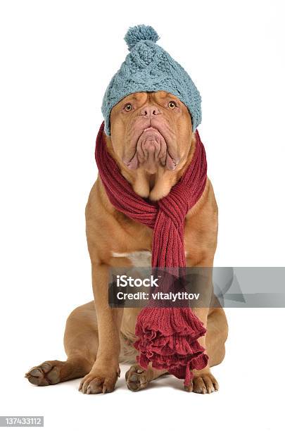 Winter Dog With Hat And Scarf Stock Photo - Download Image Now - Animal, Art And Craft, Begging - Animal Behavior