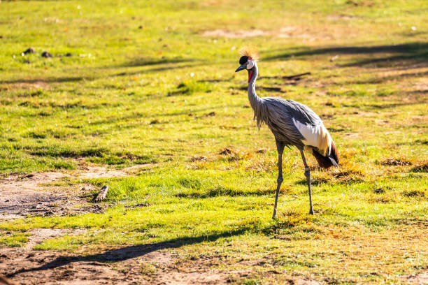 istock A Grey Crowned Crane in Tucson, Arizona 1374332260