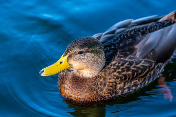 istock A bunch of Mallards in Tucson, Arizona 1374332709