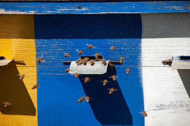 森のアピアリー。森の中の蜂のじんましん - beehive rural scene bee outdoors ストックフォトと画像