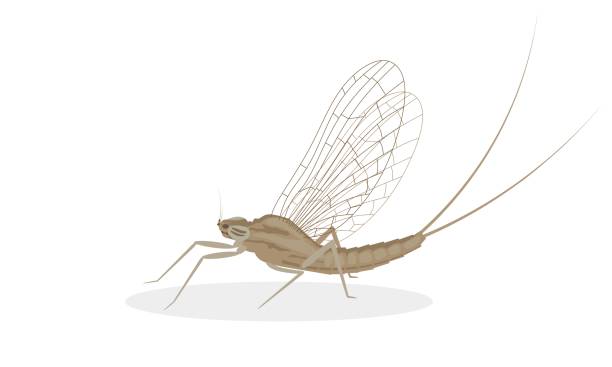 Mayfly, isolated on the white background. vector illustration. Mayfly, isolated on the white background. vector illustration. sunning butterfly stock illustrations