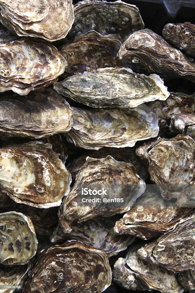 Oyster - Foto de stock de Amêijoa - Marisco royalty-free