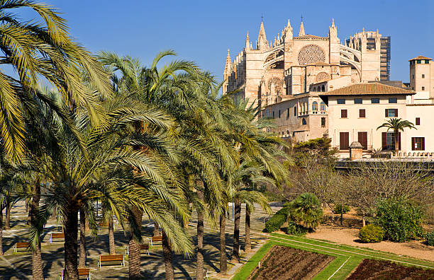 istock Palm trees and the cathedral of Palma de Majorca 137435385