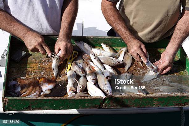Świeżo Złowionych Ryb - zdjęcia stockowe i więcej obrazów Fotografika - Fotografika, Horyzontalny, Jedzenie