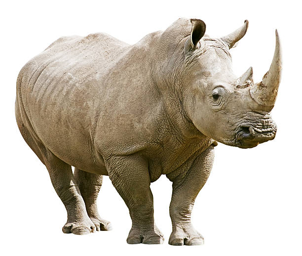 rhinoceros wyizolowane z ścieżka odcinania na białym tle - nosorożec biały zdjęcia i obrazy z banku zdjęć