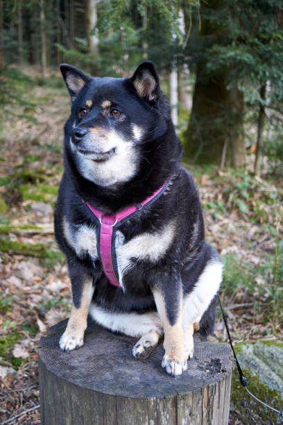 istock black and tan shiba inu dog sitting on a tree trunk 1374389812