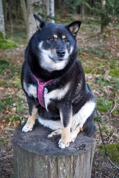 black and tan shiba inu dog sitting on a tree trunk