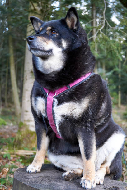 istock black and tan shiba inu dog sitting on a tree trunk 1374389931