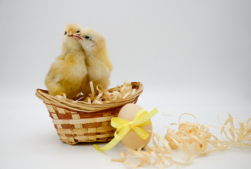 Little Chicks on Grass