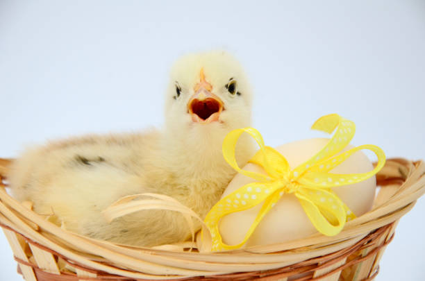 One small fluffy newborn chick is sitting in an egg basket with yellow bow on white background with copy space. Concept of Easter holiday, newborn, poultry farm.