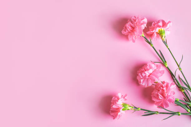 istock Pink carnation flowers 1374409584