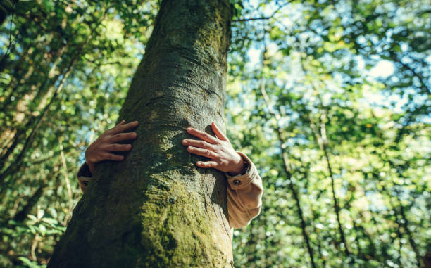 istock Closeup hands of woman hugging tree in forest. 1374418983