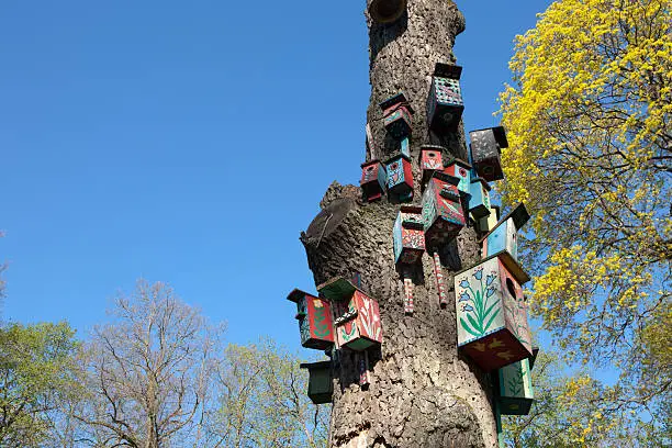 Nesting-boxes on the tree in the park of Verkiai palace, Vilnius, Lithuania