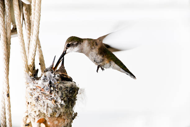 Allen's Hummingbird