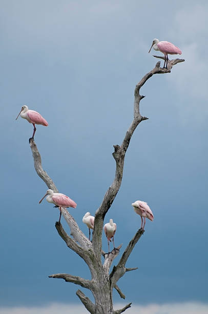 birds on the tree in Florida. Roseate (pink) Spoonbill with sky background