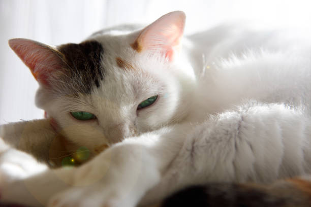 Extreme close-up of white cat sleeping on a cat tower with shallow depth of field.